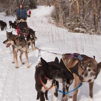 Hundeschlittenfahrt