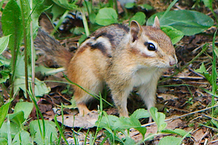 Streifenhörnchen